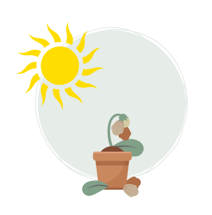 Blume vertrocknet Blume vertrocknet
